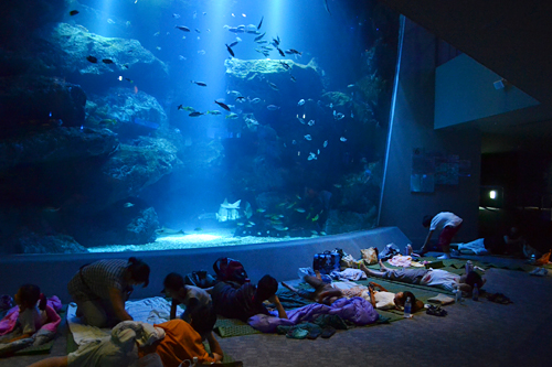夏休みの特別企画、子供と一緒、親子で夜の水族館で生き物の姿を観察！ すみだ水族館「おやこでお泊り水族館」開催！