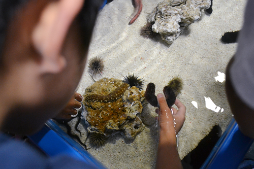 夏休みの特別企画、子供と一緒、親子で夜の水族館で生き物の姿を観察！ すみだ水族館「おやこでお泊り水族館」開催！