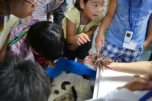 夏休みの特別企画、子供と一緒、親子で夜の水族館で生き物の姿を観察！ すみだ水族館「おやこでお泊り水族館」開催！