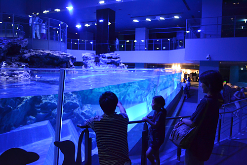 夏休みの特別企画、子供と一緒、親子で夜の水族館で生き物の姿を観察！ すみだ水族館「おやこでお泊り水族館」開催！