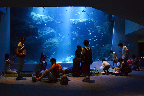 夏休みの特別企画、子供と一緒、親子で夜の水族館で生き物の姿を観察！ すみだ水族館「おやこでお泊り水族館」開催！