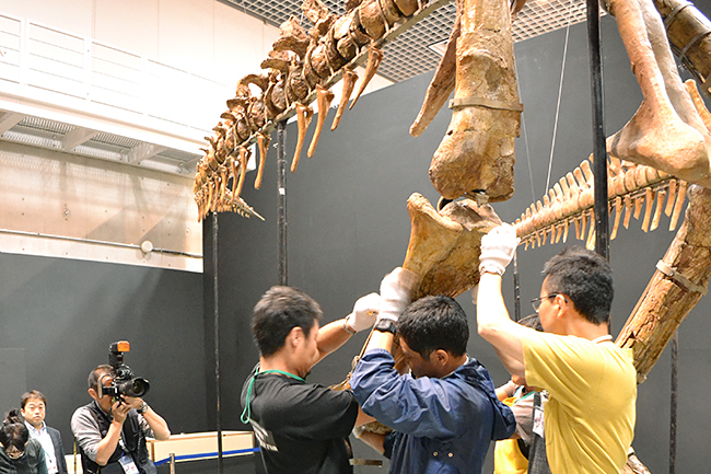 国立科学博物館、7000万年前の巨大恐竜「タルボサウルス」「サウロロフス」「オピストコエリカウディア」の組立作業を公開！子どもに見せたい「大恐竜展」恐竜3体の全身骨格が完成！