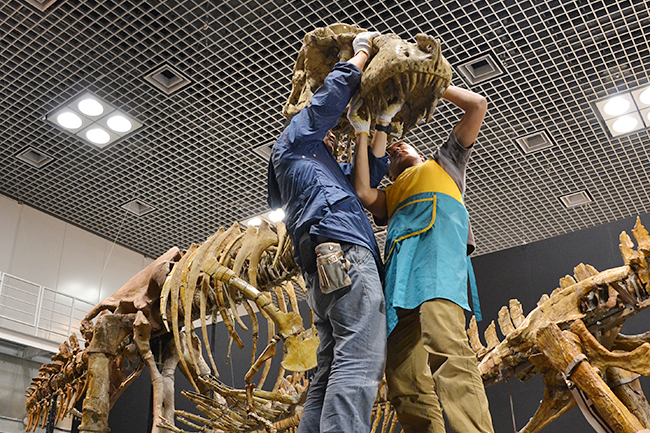 国立科学博物館、7000万年前の巨大恐竜「タルボサウルス」「サウロロフス」「オピストコエリカウディア」の組立作業を公開！子どもに見せたい「大恐竜展」恐竜3体の全身骨格が完成！