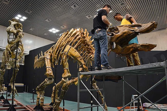 国立科学博物館、7000万年前の巨大恐竜「タルボサウルス」「サウロロフス」「オピストコエリカウディア」の組立作業を公開！子どもに見せたい「大恐竜展」恐竜3体の全身骨格が完成！