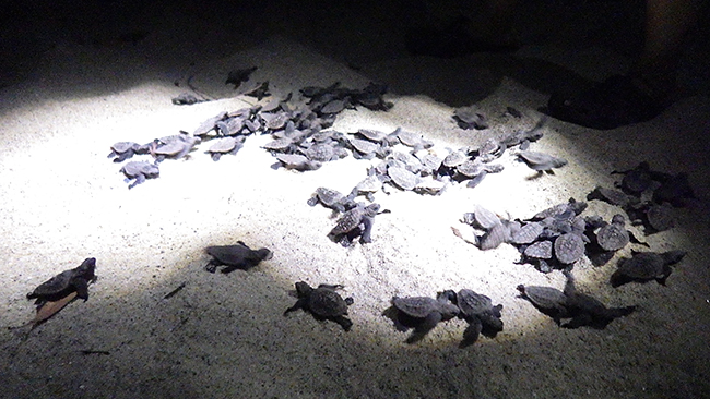 縄文杉、白谷雲水峡トレッキング、ウミガメを見に行こう！ 子どもと行く “屋久島” 旅行：屋久島に到着！・ウミガメの孵化