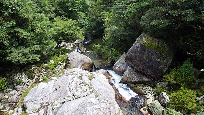 縄文杉、白谷雲水峡トレッキング、ウミガメを見に行こう！ 子どもと行く “屋久島” 旅行：白谷雲水峡トレッキング・シュノーケリング