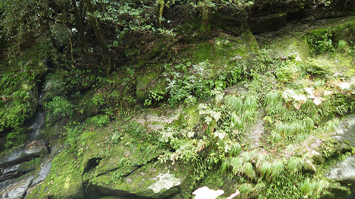 縄文杉、白谷雲水峡トレッキング、ウミガメを見に行こう！ 子どもと行く “屋久島” 旅行：白谷雲水峡トレッキング・シュノーケリング