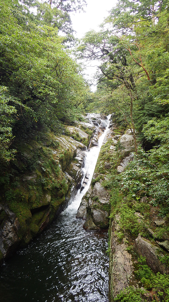 縄文杉、白谷雲水峡トレッキング、ウミガメを見に行こう！ 子どもと行く “屋久島” 旅行：白谷雲水峡トレッキング・シュノーケリング