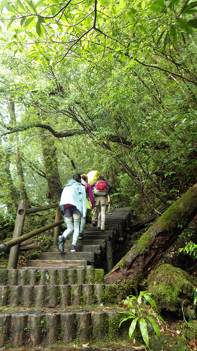 縄文杉、白谷雲水峡トレッキング、ウミガメを見に行こう！ 子どもと行く “屋久島” 旅行：白谷雲水峡トレッキング・シュノーケリング