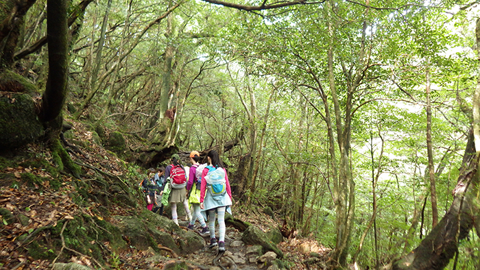 縄文杉、白谷雲水峡トレッキング、ウミガメを見に行こう！ 子どもと行く “屋久島” 旅行：白谷雲水峡トレッキング・シュノーケリング