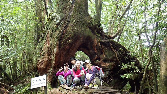 縄文杉、白谷雲水峡トレッキング、ウミガメを見に行こう！ 子どもと行く “屋久島” 旅行：白谷雲水峡トレッキング・シュノーケリング