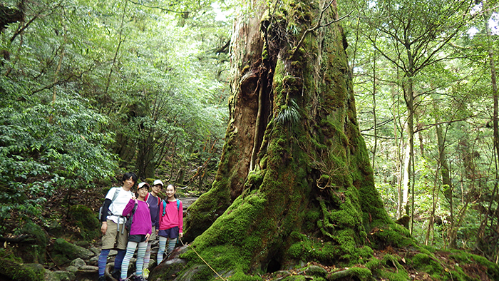 縄文杉、白谷雲水峡トレッキング、ウミガメを見に行こう！ 子どもと行く “屋久島” 旅行：白谷雲水峡トレッキング・シュノーケリング