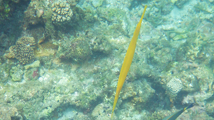 縄文杉、白谷雲水峡トレッキング、ウミガメを見に行こう！ 子どもと行く “屋久島” 旅行：白谷雲水峡トレッキング・シュノーケリング