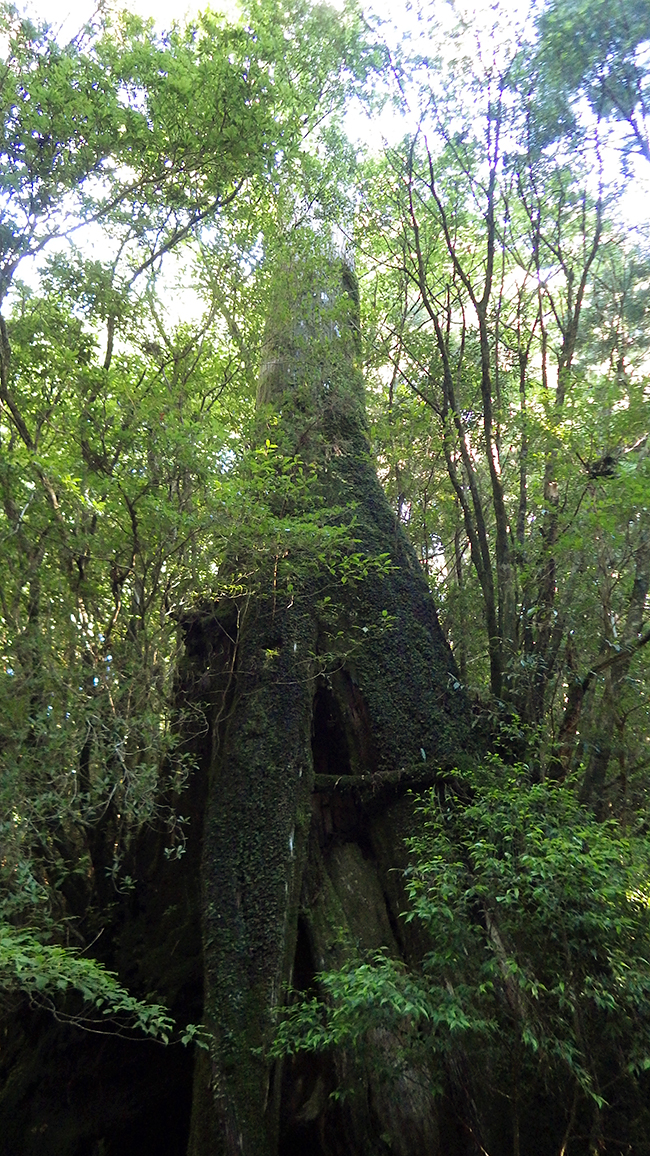 縄文杉、白谷雲水峡トレッキング、ウミガメを見に行こう！ 子どもと行く “屋久島” 旅行：縄文杉トレッキング