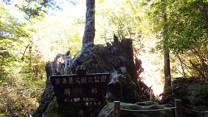 縄文杉、白谷雲水峡トレッキング、ウミガメを見に行こう！ 子どもと行く “屋久島” 旅行：縄文杉トレッキング