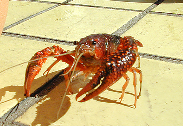 今も昔も、子どもたちの人気者！ ザリガニの飼い方