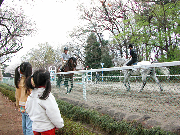 馬事公苑で馬に乗ろう！「体験乗馬」と「馬車の試乗」