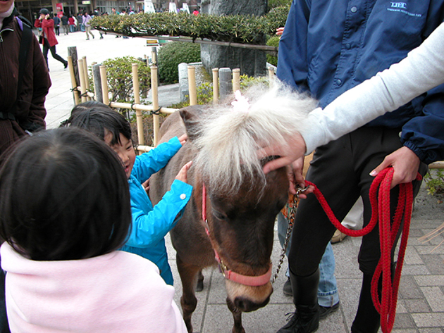 馬事公苑で馬に乗ろう！「体験乗馬」と「馬車の試乗」