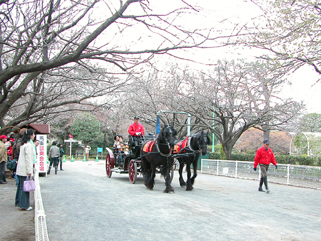 馬事公苑で馬に乗ろう！「体験乗馬」や「馬車の試乗」