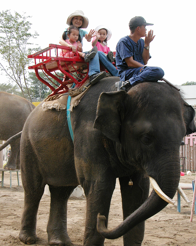 ぞうに乗ろう！ 遊ぼう！ぞうの動物園「市原ぞうの国」にお出かけ！