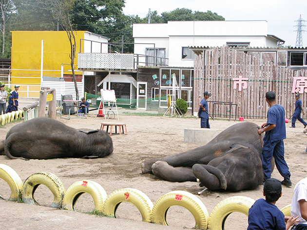 ぞうに乗ろう！ 遊ぼう！ぞうの動物園「市原ぞうの国」にお出かけ！