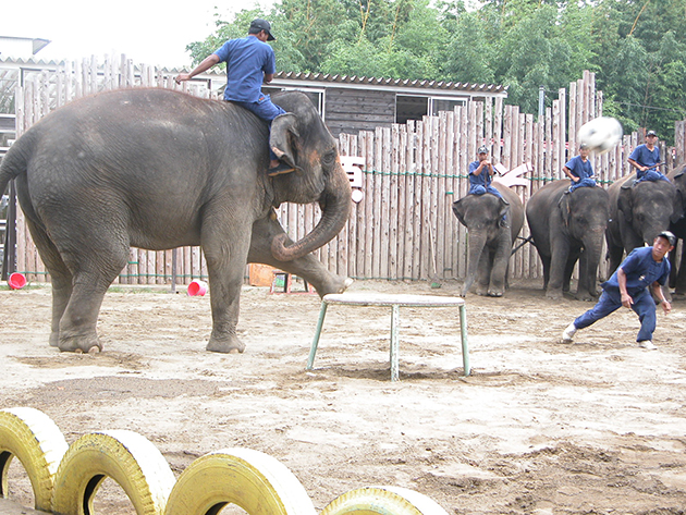 ぞうに乗ろう！ 遊ぼう！ぞうの動物園「市原ぞうの国」にお出かけ！