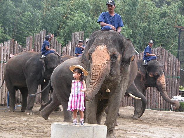 ぞうに乗ろう！ 遊ぼう！ぞうの動物園「市原ぞうの国」にお出かけ！