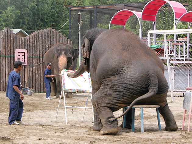 ぞうに乗ろう！ 遊ぼう！ぞうの動物園「市原ぞうの国」にお出かけ！