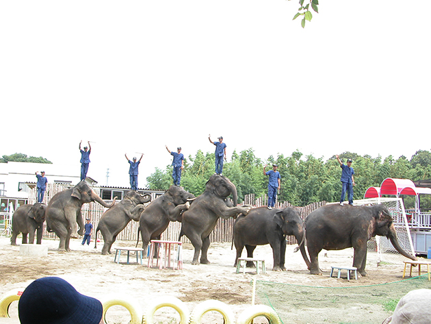 ぞうに乗ろう！ 遊ぼう！ぞうの動物園「市原ぞうの国」にお出かけ！