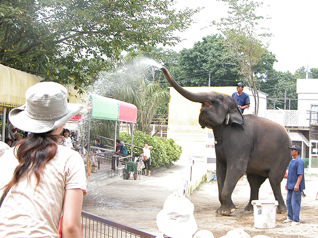 ぞうに乗ろう！ 遊ぼう！ぞうの動物園「市原ぞうの国」にお出かけ！