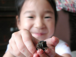 とっても簡単！ 夏休みの自由研究にもおすすめ！子供と観察「セミの羽化」