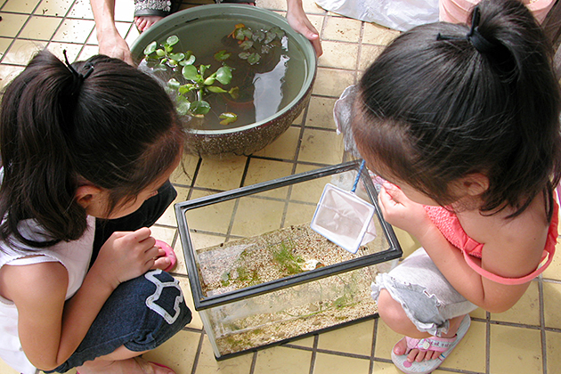 メダカが泳ぐ小さな生態系 “ビオトープ”を子供と一緒につくろう！