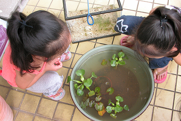 メダカが泳ぐ小さな生態系 “ビオトープ”を子供と一緒につくろう！