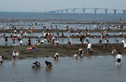 子供と潮干狩りを楽しめる「金田みたて海岸潮干狩り場」の写真