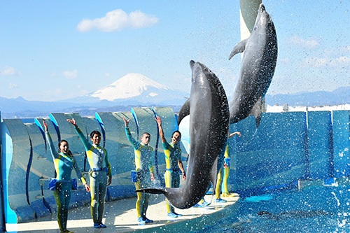 新江ノ島水族館（えのすい）の写真