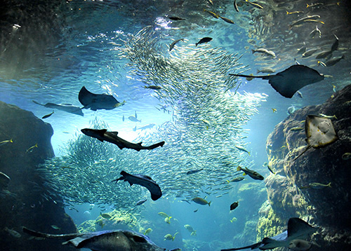 新江ノ島水族館（えのすい）の写真