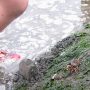 自然のアサリで潮干狩りを楽しめる横浜の潮干狩場「横浜 海の公園」