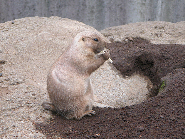 江戸川区自然動物公園の「ふれあいコーナー」でうさぎ、モルモットと触れ合い！