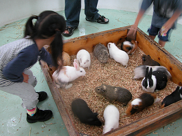 江戸川区自然動物公園の「ふれあいコーナー」でうさぎ、モルモットと触れ合い！