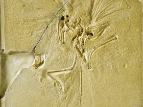 Main slab of rare fossil 'dinobird' and earliest bird found in the Upper Jurassic of Solenhofen in Germany, now on display at The Natural History Museum, London.  Known also as the London Archaeopteryx.