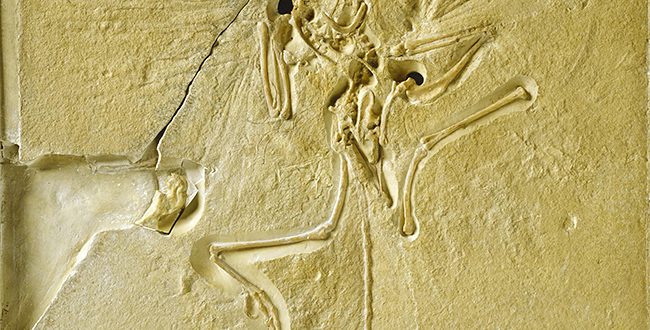 人気アイテム 世界最古の鳥「始祖鳥」発見150周年記念 10ユーロ