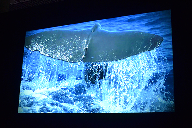 子どもにもおすすめの展覧会、ダイオウイカなど、“深海”という極限状態で生息する生物の謎に迫る！『特別展「深海」- 挑戦の歩みと驚異の生きものたち』に行ってきた！