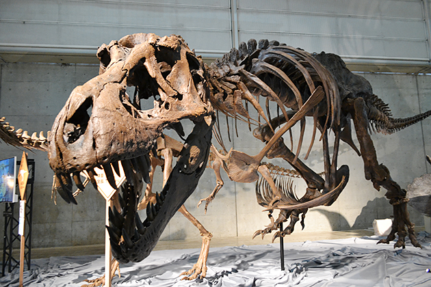 子どもにもわかりやすい恐竜骨格展示で大好評！『メガ恐竜展2015 -巨大化の謎にせまる-』に行ってきた！