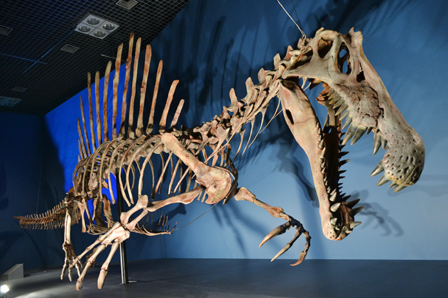 子供たちに大人気！史上最大の肉食恐竜スピノサウルスとティラノサウルスが夢の競演！「恐竜博 2016」に行ってきた！