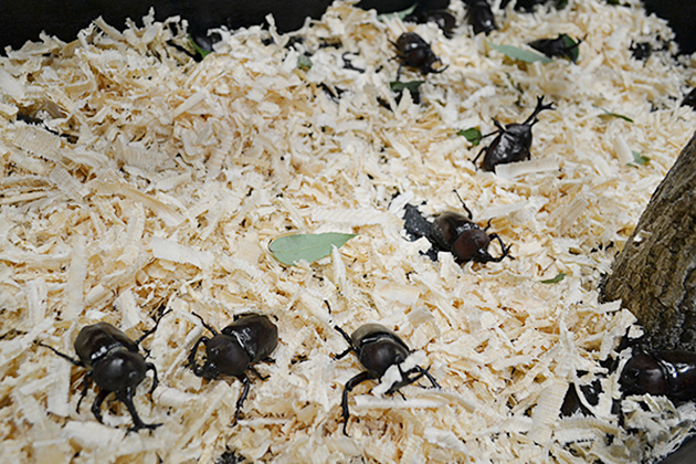 カブトムシ好き子供たち必見！哀川翔流ギネス級カブトムシの育て方も！「大昆虫展 in 東京スカイツリータウン」に行ってきた！