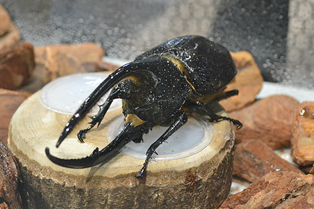 カブトムシ好き子供たち必見！哀川翔流ギネス級カブトムシの育て方も！「大昆虫展 in 東京スカイツリータウン」に行ってきた！