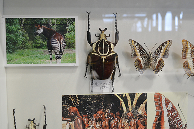 カブトムシ好き子供たち必見！哀川翔流ギネス級カブトムシの育て方も！「大昆虫展 in 東京スカイツリータウン」に行ってきた！