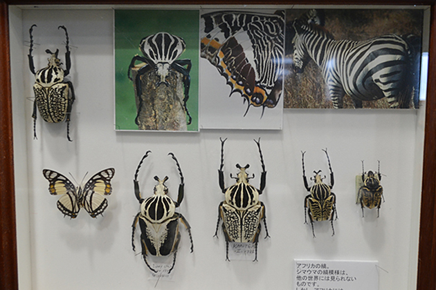 カブトムシ好き子供たち必見！哀川翔流ギネス級カブトムシの育て方も！「大昆虫展 in 東京スカイツリータウン」に行ってきた！