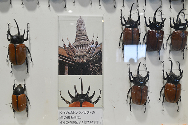 カブトムシ好き子供たち必見！哀川翔流ギネス級カブトムシの育て方も！「大昆虫展 in 東京スカイツリータウン」に行ってきた！