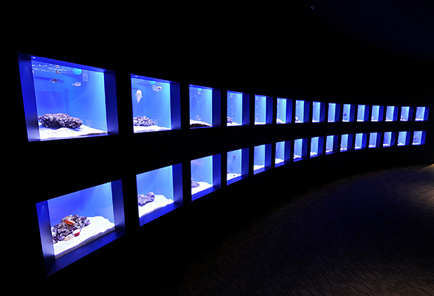 東京スカイツリーにある水族館「すみだ水族館」の写真